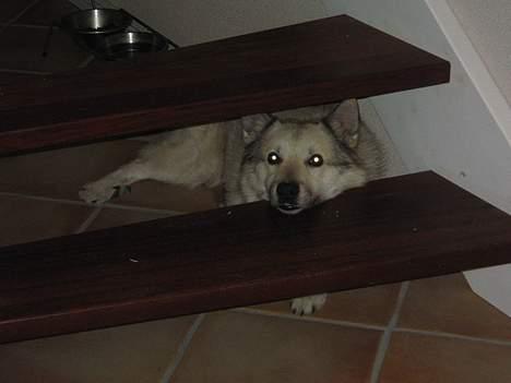 Norsk buhund Cobbe *død* billede 3