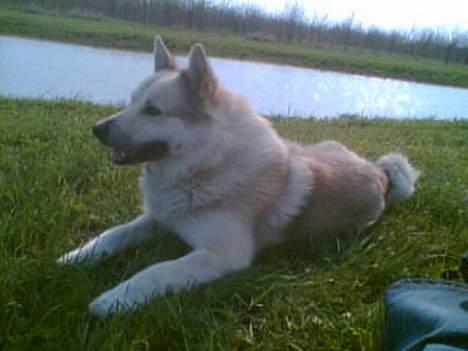 Norsk buhund Cobbe *død* billede 4