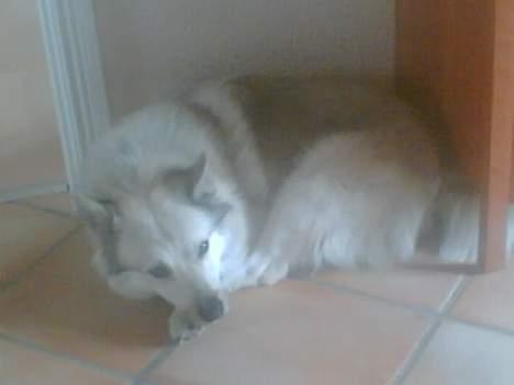 Norsk buhund Cobbe *død* billede 5