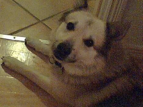 Norsk buhund Cobbe *død* billede 6