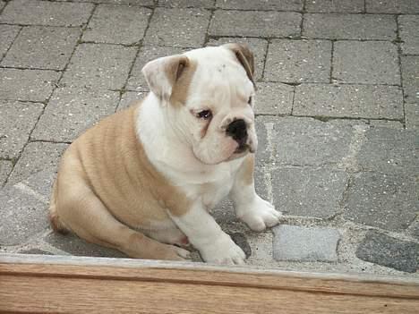 Engelsk bulldog Freja - Freja - hendes første dag i det nye hjem... Så er man lidt "betuttet". billede 2