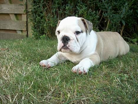 Engelsk bulldog Freja - Èn af de første dage i det nye hjem - ligger og slapper af ude i haven... Stadig lidt "betuttet"..! billede 3