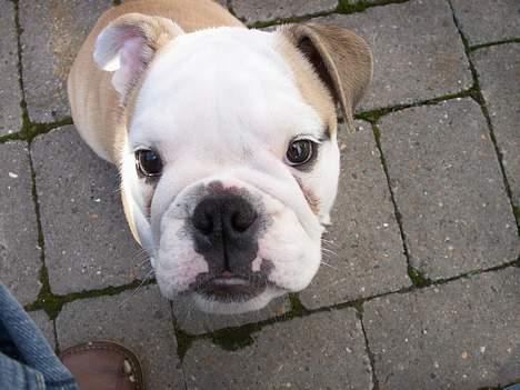 Engelsk bulldog Freja - Hejsa! billede 4