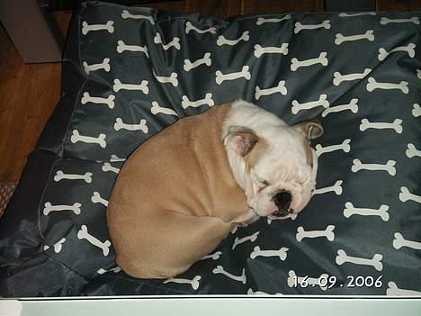Engelsk bulldog Freja - Så sover vi... Og snorker garanteret også - HØJT...! (¨,) billede 5
