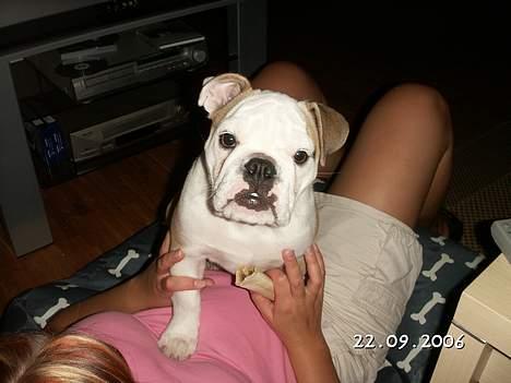 Engelsk bulldog Freja - Halløjsa - blir der lige taget billeder af mig, mens Mor og jeg leger med kødbenet..?! billede 6