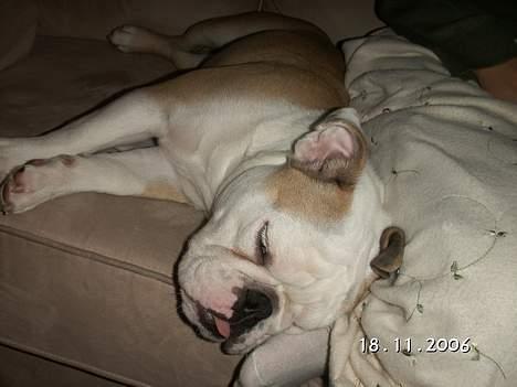 Engelsk bulldog Freja - Så sover vi - igen... Nu med tungen ude, som sker når hun VIRKELIG er "langt væk"! (¨,) billede 7