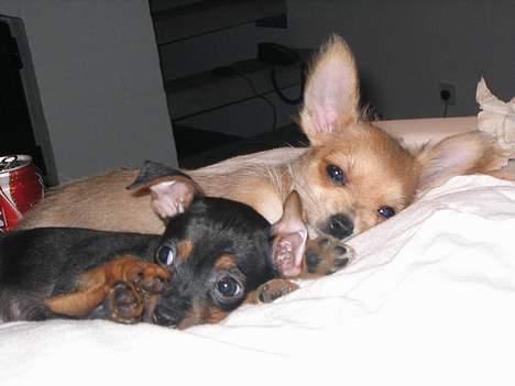 Blanding af racer Thilde - 8 uger. Thilde og Freya putter billede 3