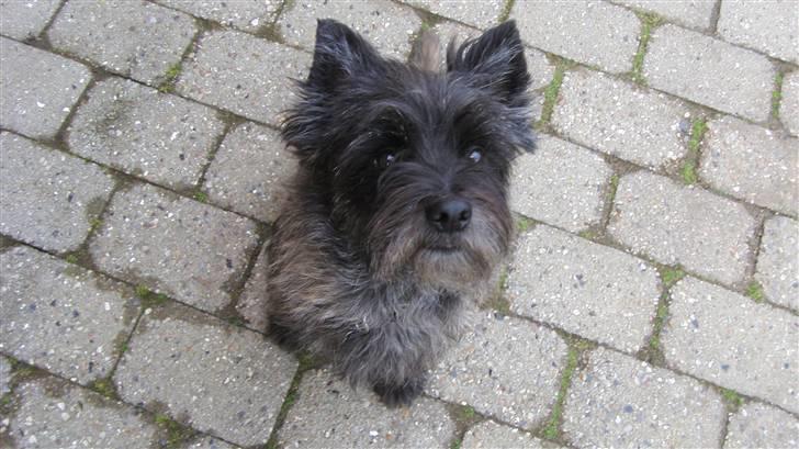 Cairn terrier Buster - Han er så Dejlig! xD billede 1