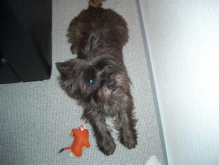Cairn terrier Buster - Han ligger men sin Pumba(: billede 2
