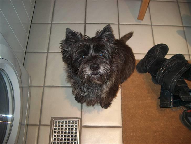 Cairn terrier Buster - Her sidder han vel sødt..! billede 3