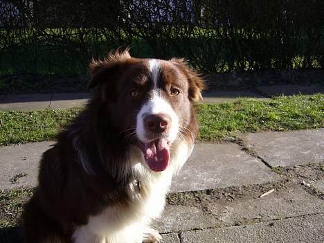 Border collie Cosmo billede 9
