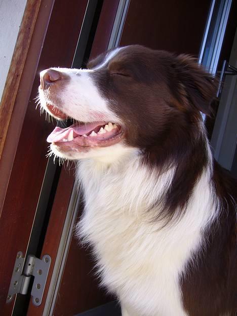 Border collie Cosmo - åh, hvor er livet dejligt billede 10