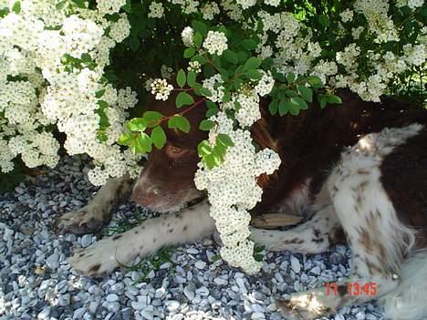 Kleiner münsterländer paw rip 2008 - sikke en idyl....  billede 1