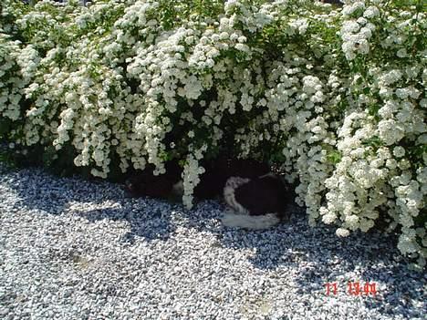 Kleiner münsterländer paw rip 2008 - find hunden!!! billede 2