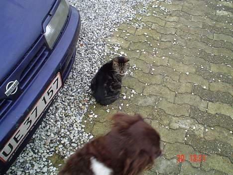 Kleiner münsterländer paw rip 2008 - du hopper ik på mig vel??? billede 3