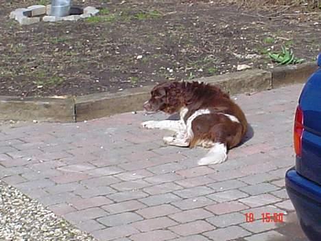 Kleiner münsterländer paw rip 2008 - ligger lige og nyder solen... billede 4