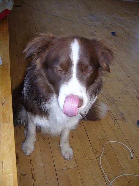 Border collie Cosmo - uhm, mums! billede 11