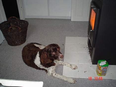 Kleiner münsterländer paw rip 2008 - jeg elsker at ligge foran brændeovnen... billede 5