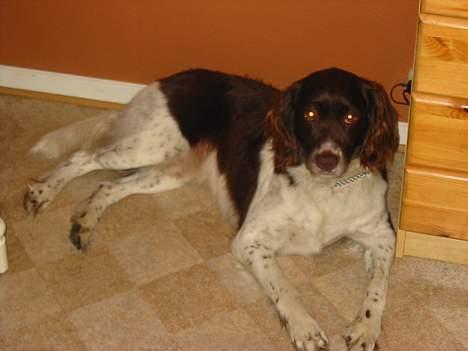 Kleiner münsterländer paw rip 2008 - er jeg ikke bare sød...? billede 6