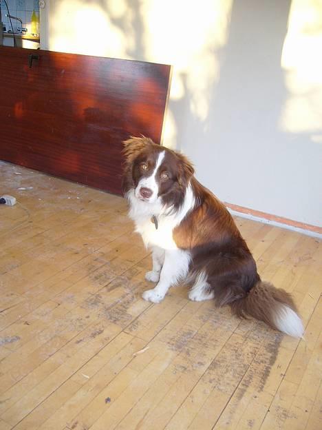 Border collie Cosmo - Her er jeg i mit nye hus billede 12