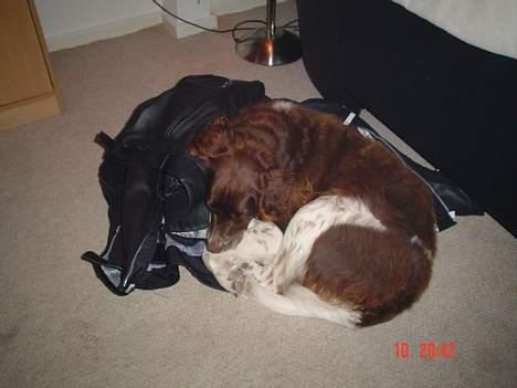 Kleiner münsterländer paw rip 2008 - ´ligger altså godt oven på en bunke tøj hæ hæ billede 7