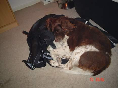 Kleiner münsterländer paw rip 2008 - sover... billede 8