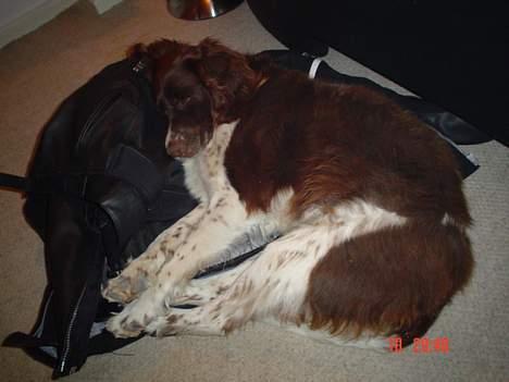 Kleiner münsterländer paw rip 2008 - ummm lækker billede 9