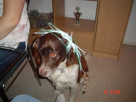 Kleiner münsterländer paw rip 2008 - hva er det de har gang i de???? billede 10