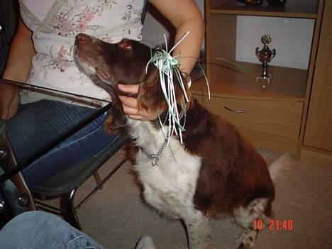 Kleiner münsterländer paw rip 2008 - nå men hvis bare jeg ser sød nok ud kan de ikke stå for mig hæ hæ billede 11