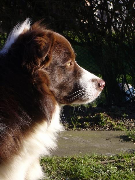 Border collie Cosmo - skøn profil billede 13