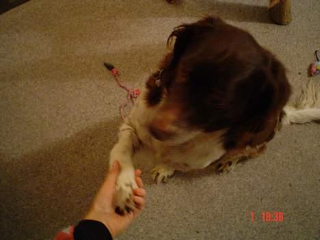 Kleiner münsterländer paw rip 2008 - goddag goddag... billede 12