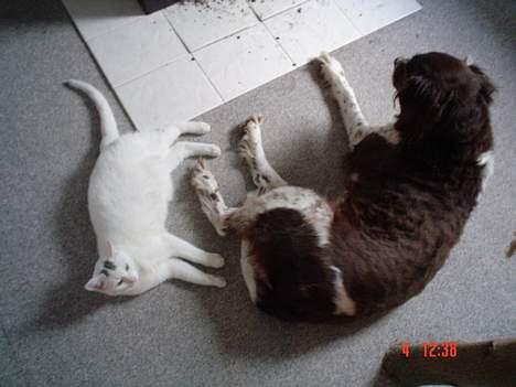 Kleiner münsterländer paw rip 2008 - de to bedste venner.. billede 13