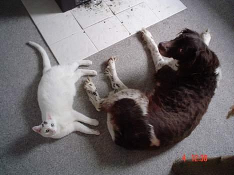 Kleiner münsterländer paw rip 2008 - total hygge foran brændeovnen... billede 14