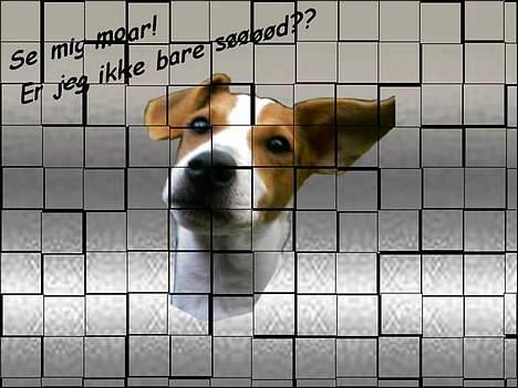 Dansk svensk gaardhund Scotty - Fint billede lavet af Louise :) billede 8