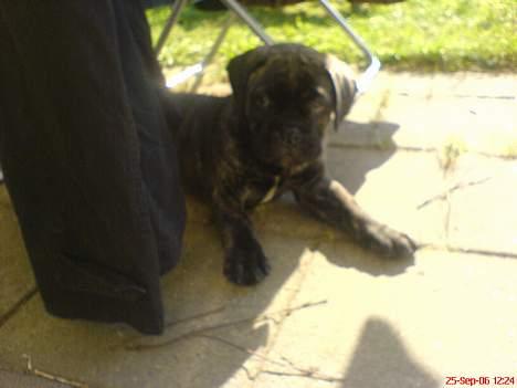 Bullmastiff Buller (DØD)7mdr 2012 - Her er jeg næsten lige kommet hjem.. Så er et par dage over otte uger billede 6