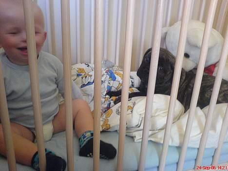 Bullmastiff Buller (DØD)7mdr 2012 - Go´morgen billede 7