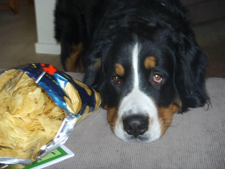 Berner sennenhund Figo - "Hvorfor må jeg ikke få nogle chips?" billede 1