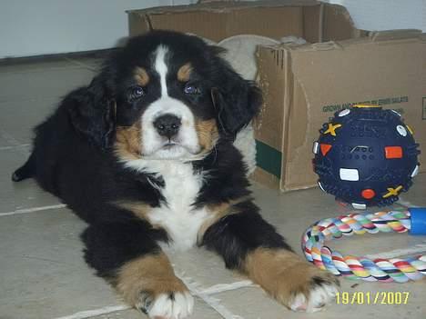 Berner sennenhund Figo billede 2