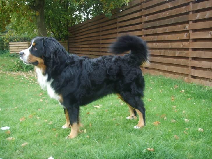 Berner sennenhund Figo billede 3