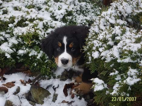 Berner sennenhund Figo - "Er der nogen der kan finde mig" billede 4