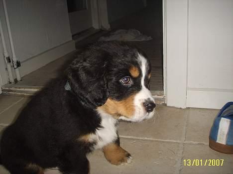 Berner sennenhund Figo billede 5