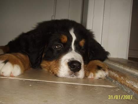 Berner sennenhund Figo billede 6