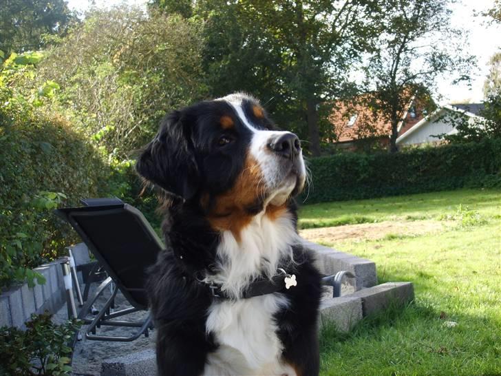 Berner sennenhund Figo billede 7