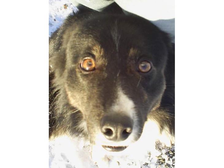 Border collie Sam - Kan man stå for dem?! billede 1