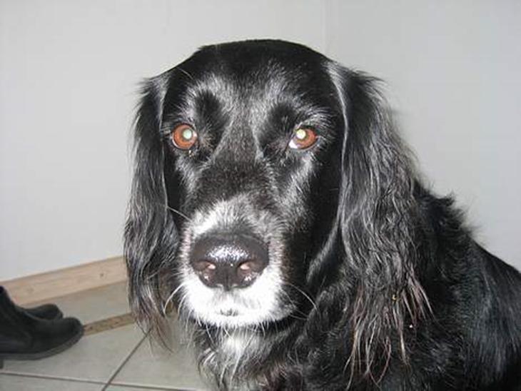 {{currentPhoto.altText}} billede {{currentPhoto.number}}