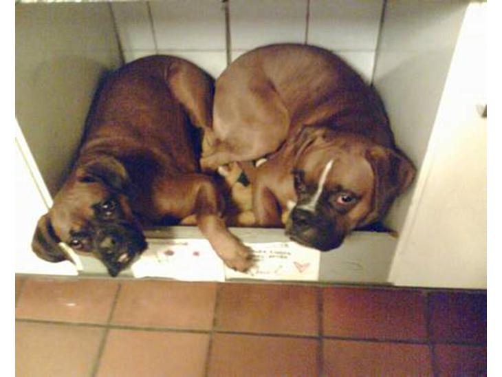 Boxer chil & pongo - ren boxer hygge billede 1