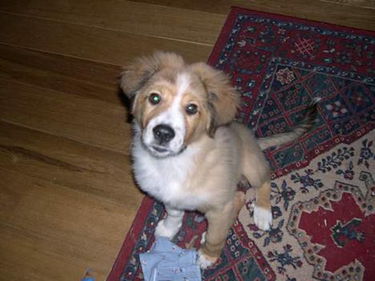 Border collie lady (død) R.I.P  - lady<3 billede 1