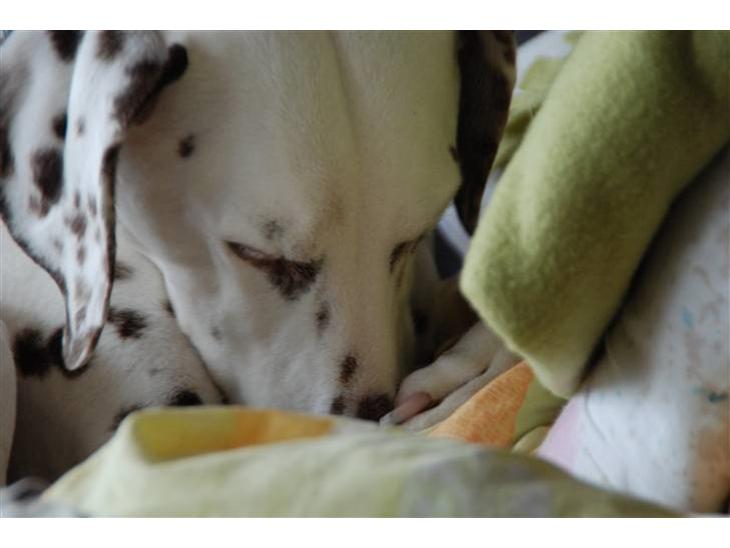 Dalmatiner Mille - R.I.P - Mille d.9/3-2010 - Nogle af de sidste billeder af hende <3 billede 1