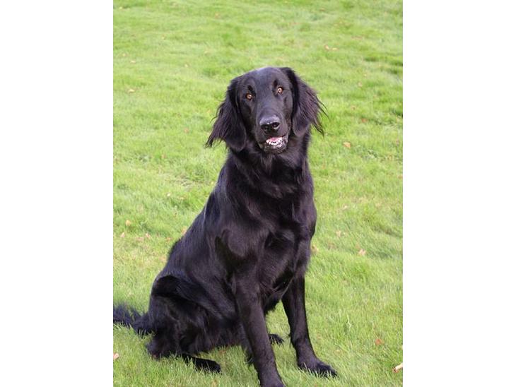 Flat coated retriever Samson - Her  sidder han da pænt... =) billede 1