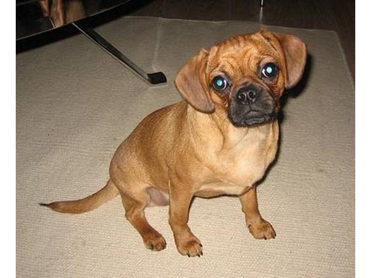 Blanding af racer Fiona (mops/cavalier) billede 1